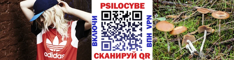 закладка  Пошехонье  Псилоцибиновые грибы Cubensis 